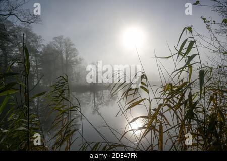 Blasse Sonne mit Spiegelung über einem See an einem trüben Wintertag, Schilf im Vordergrund, Bäume am anderen Ufer, Kopierraum, ausgewählter Fokus Stockfoto