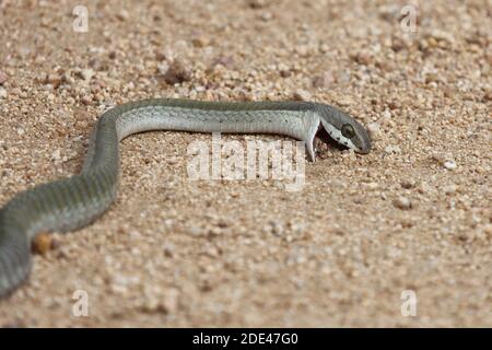 Afrikanische Baumschlange/Boomslang/Dispholidus Typus Stockfoto