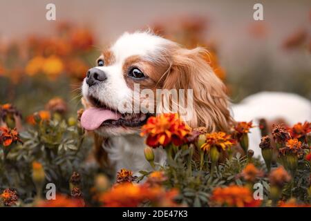 Lustige Kavalier König charles Hund mit Zunge aus zwischen orangen Blumen. Nahaufnahme Tierporträt Stockfoto