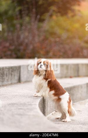 Ziemlich Kavalier König charles Spaniel Hund im Freien im Park mit Herbstblättern stehen. Porträt von Haustier in der Natur. Stockfoto