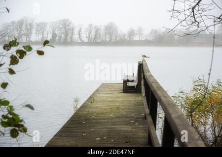 Hölzerner Steg am See mit einer Möwe an einem grau nebligen Herbsttag, Kopierraum, ausgewählter Fokus Stockfoto