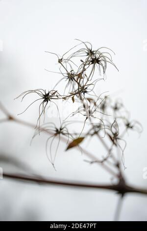 Saatköpfe einer wilden Clematis im Winter als Silhouetten gegen einen hellgrauen Himmel, Kopierraum, ausgewählter Fokus, sehr enge Schärfentiefe Stockfoto