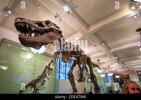 Fossiles Exemplar des pflanzenfressenden Dinosauriers Triceratops im American Museum of Natural History. New York City, New York State, Vereinigte Staaten von am