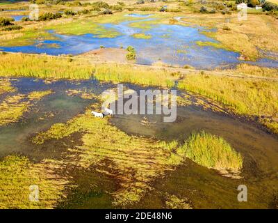 Camargue Pferde (Equus caballus), Herde galoppieren durch Wasser, Saintes-Marie-de-la-Mer, Camargue, Le-Grau-du-ROI, Department Gard, Languedoc-Roussil Stockfoto