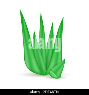 Realistische Aloe Vera Pflanze. Natürliches Bio-Produkt Verpackung Etikett. Vektorgrafik. Stock Vektor