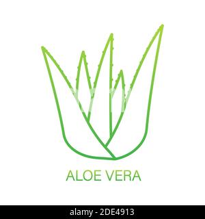 Realistische Aloe Vera Pflanze. Natürliches Bio-Produkt Verpackung Etikett. Vektorgrafik. Stock Vektor