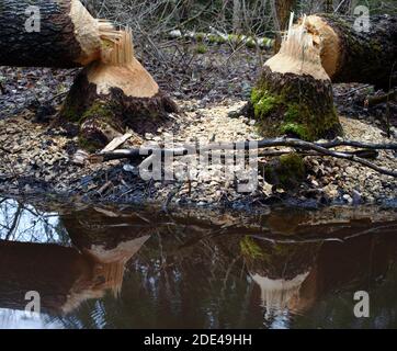 Zwei Bäume vom Biber zerbissen, Biberzähne Markierungen auf einem Baumstamm mit Spiegelung im Wasser Stockfoto