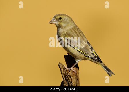 Europäischer Grünfink (Carduelis chloris), Weibchen an einer Wurzel, Siegerland, Nordrhein-Westfalen, Deutschland Stockfoto