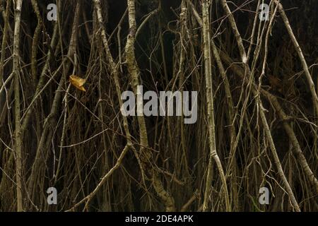 Wurzeln, freigelegt von einem gefallenen Baum, Naturschutzgebiet Mönchbruch, Groß-Gerau, Hessen, Deutschland Stockfoto