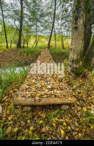 Holzbrücke bedeckt von herbstlichen Herbstblättern im Wald, Naturschutzgebiet Mönchbruch, Groß-Gerau, Hessen, Deutschland Stockfoto