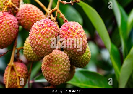 Reife Litschi am Baum in Beau Bassin, Mauritius Stockfoto