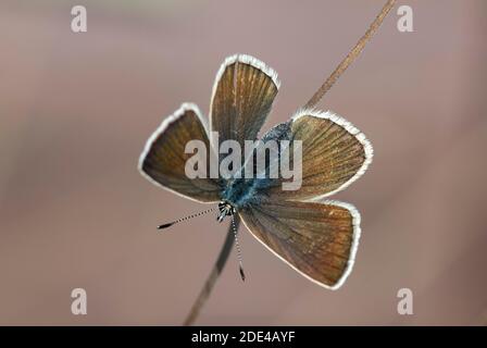 Rotklee Blau (Lycaenidae) (Polyommatus semiargus), weibliche Familie, Wallis, Schweiz Stockfoto