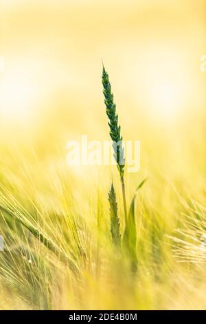 Weizenohren (Triticum) im Gerstenfeld, Baden-Württemberg, Deutschland Stockfoto