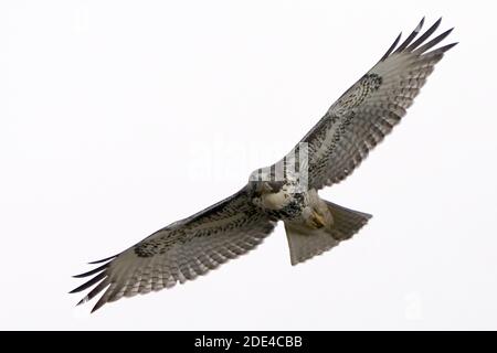 Rotschwanzhawk, der in einer Kleinstadt lebt Stockfoto