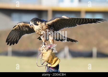 Wanderfalke kreuzen in Flugdemos Stockfoto