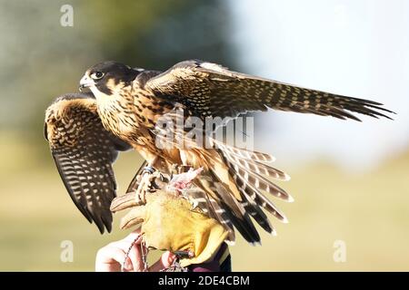 Wanderfalke kreuzen in Flugdemos Stockfoto