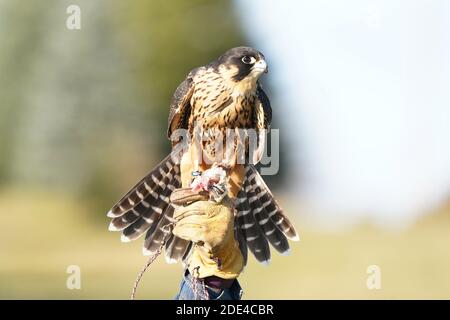 Wanderfalke kreuzen in Flugdemos Stockfoto