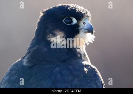 Wanderfalke kreuzen in Flugdemos Stockfoto