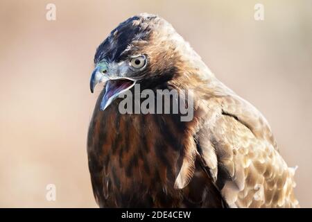 Red Tailed Hawk Stockfoto