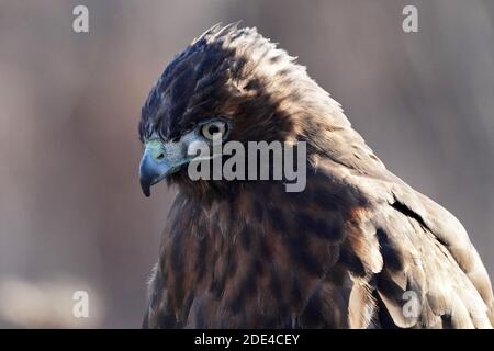 Rotschwanzhawk braun morph Stockfoto