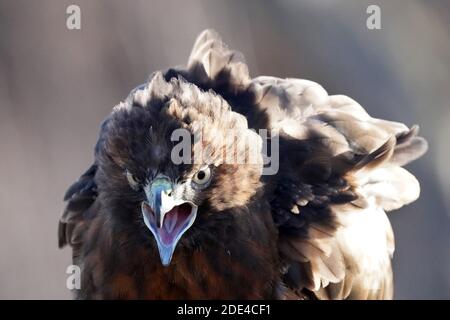 Rotschwanzhawk braun morph Stockfoto