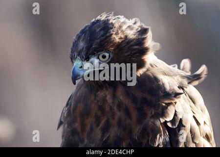 Rotschwanzhawk braun morph Stockfoto