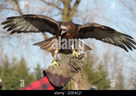 Rotschwanzhawk braun morph Stockfoto