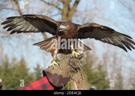 Rotschwanzhawk braun morph Stockfoto