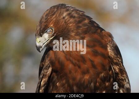 Rotschwanzhawk braun morph Stockfoto