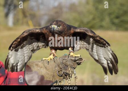 Rotschwanzhawk braun morph Stockfoto