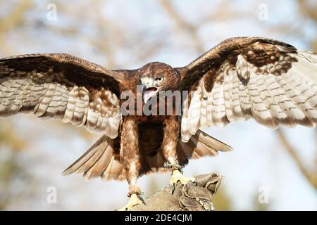 Rotschwanzhawk braun morph Stockfoto