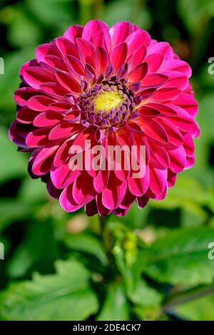 Dekorative Dahlie (Dahlie), Sorte Anne Sophie, karminrote Blume, Nordrhein-Westfalen, Deutschland Stockfoto