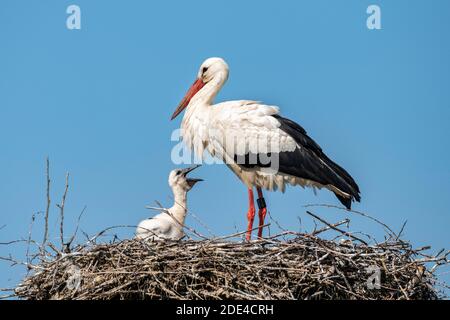 Weißstorch im Nest, Erwachsener mit Jungtiere, Ciconia ciconia, Vierwaldstättersee, Kanton Zürich, Schweiz Stockfoto