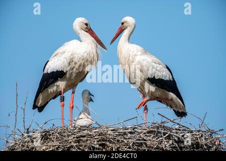 Weißstorch im Nest, Paar mit Jungen, Ciconia ciconia, Vierwaldstättersee, Kanton Zürich, Schweiz Stockfoto