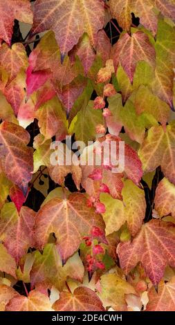 Bostoner Efeu (Parthenocissus tricuspidata) und Efeu (Hedera) im Herbst, Weiz, Österreich Stockfoto