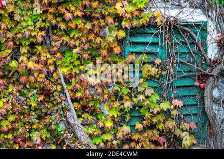 Bostoner Efeu (Parthenocissus tricuspidata) und Efeu (Hedera) wachsen über alten Fensterbalken, Weiz, Österreich Stockfoto