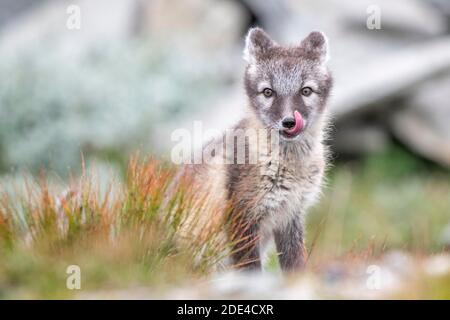 Junger Polarfuchs (Vulpes lagopus), Dovrefjell-Sunndalsfjella Nationalpark, Norwegen Stockfoto