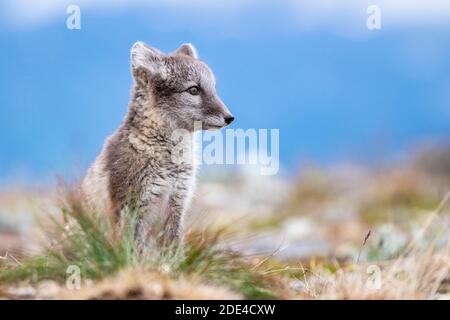 Junger Polarfuchs (Vulpes lagopus), Dovrefjell-Sunndalsfjella Nationalpark, Norwegen Stockfoto