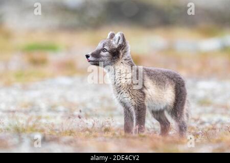 Junger Polarfuchs (Vulpes lagopus), Dovrefjell-Sunndalsfjella Nationalpark, Norwegen Stockfoto