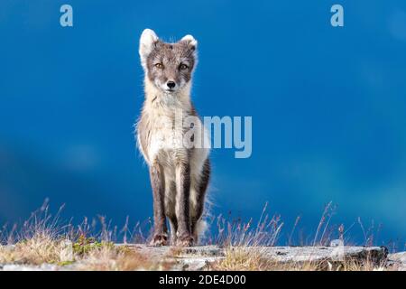 Polarfuchs (Vulpes lagopus), Dovrefjell-Sunndalsfjella Nationalpark, Norwegen Stockfoto