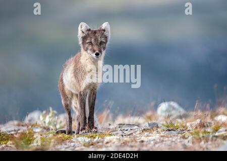 Polarfuchs (Vulpes lagopus), Dovrefjell-Sunndalsfjella Nationalpark, Norwegen Stockfoto