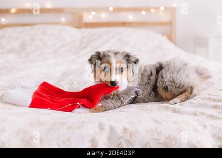 Niedlichen kleinen Hund Haustier auf dem Bett zu Hause mit Weihnachtsmann Hut in den Mund Zähne liegen. Weihnachtsfeierlichkeiten zum Neujahrsfest. Liebenswert lustige Miniatur australischen Stockfoto