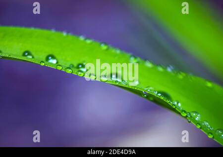 Regentropfen auf Blatt Stockfoto