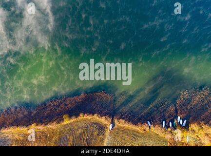 Nebelschwaden am Irrsee mit Fischerbooten im Schilfgürtel, Bodennebel, von oben, Drohnenaufnahme, Luftaufnahme, Zell am Moos, Salzkammergut, Obere Stockfoto