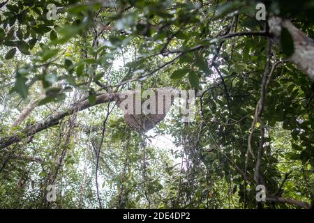 Wabe auf einem Baum im Mangrovenwald, Mongla, Sundarbans, Bangladesch Stockfoto