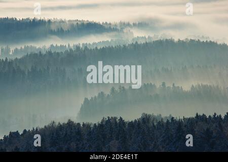 Schneebedeckter Tannenwald mit Nebelschwaden, Zürich Oberland, Schweiz Stockfoto