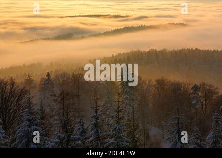 Schneebedeckter Tannenwald mit Nebelschwaden, Zürich Oberland, Schweiz Stockfoto