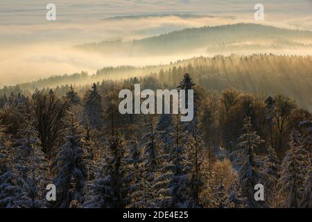 Schneebedeckter Tannenwald mit Nebelschwaden, Zürich Oberland, Schweiz Stockfoto