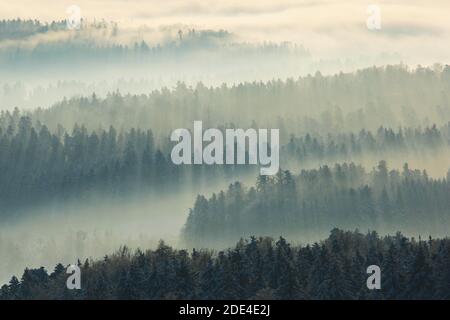 Schneebedeckter Tannenwald mit Nebelschwaden, Zürich Oberland, Schweiz Stockfoto