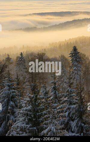 Schneebedeckter Tannenwald mit Nebelschwaden, Zürich Oberland, Schweiz Stockfoto